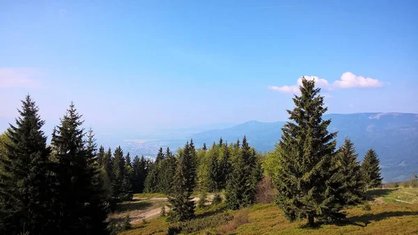 Paysage Forêt Montagne Journée Ensoleillée — Photo