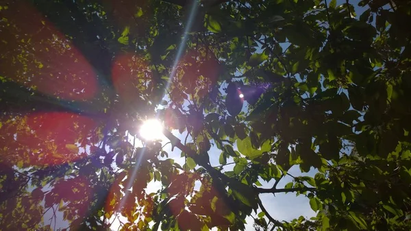 日当たりの良い空に緑の葉 — ストック写真