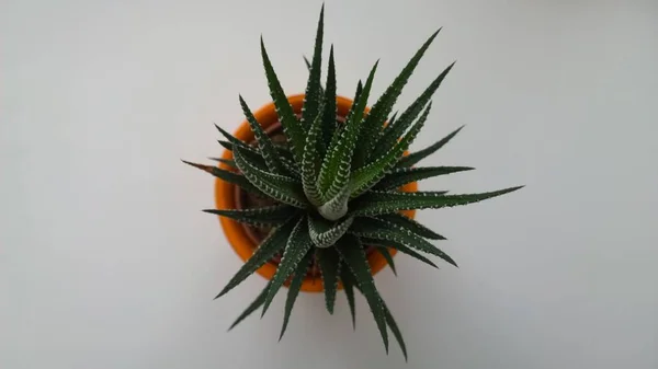 Planta Cactus Verde Maceta — Foto de Stock