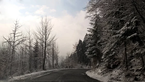 Karlı Kış Ormanlarında Yol — Stok fotoğraf