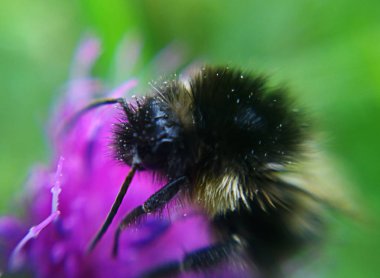 Mor çiçekli arı Yaklaş