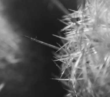 Çayırda çimenlerde karahindiba 