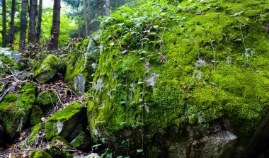 Yeşil yosun taş orman 