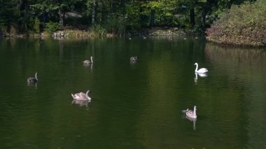 Kuğu ve gölde yüzmeye ördekler