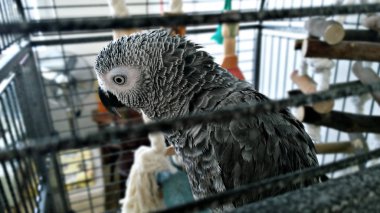 Kafesteki güzel papağan