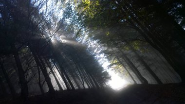 Ormandaki ağaçların arasından güneş parlıyor.