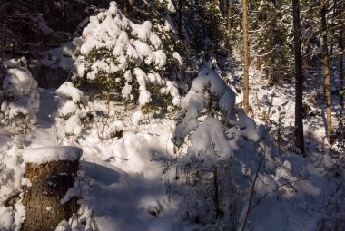 Kışın kar altında doğa.