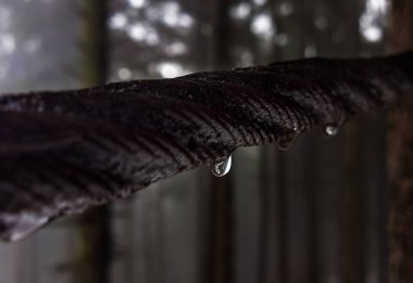 Vahşi ormandaki ağaç dalı