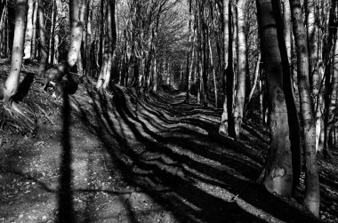 Vahşi orman siyah ve beyaz tonda