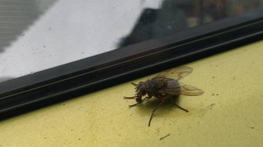 Evdeki pencerenin yakınına uç