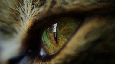 Kedi gözü. Yaklaş. 