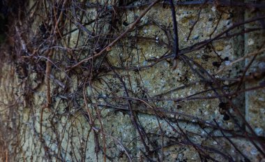 Ormanda dalları olan bir duvar. 