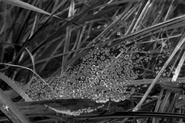 Çimenlere siyah beyaz tonda su damlıyor.