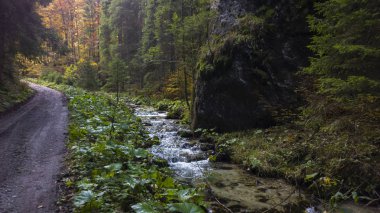 Güneşli bir günde güzel bir orman