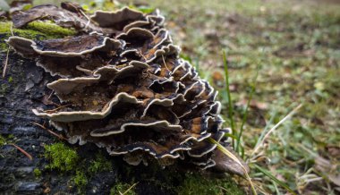 Ormanda mantarlı ağaç gövdesi