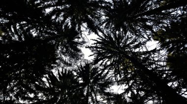 Gökyüzü arka planında uzun ağaçlar