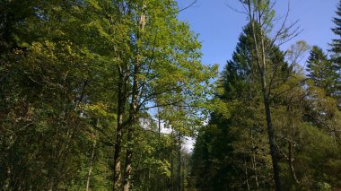 Gündüz güzel yeşil orman