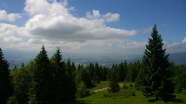 Güneşli bir günde yeşil dağ ormanı