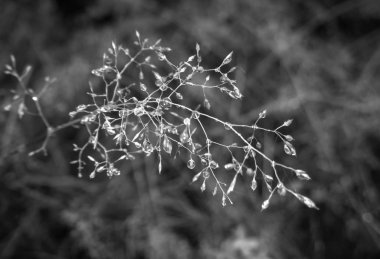 Vahşi ormanda dallar ekin.