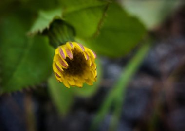 Yeşil yapraklı sarı çiçek