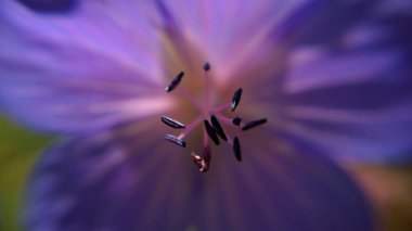 Çiçeğin yakın görüntüsü bulanık