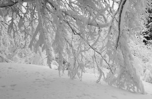 Téli Hótakaró Alatti Természet — Stock Fotó