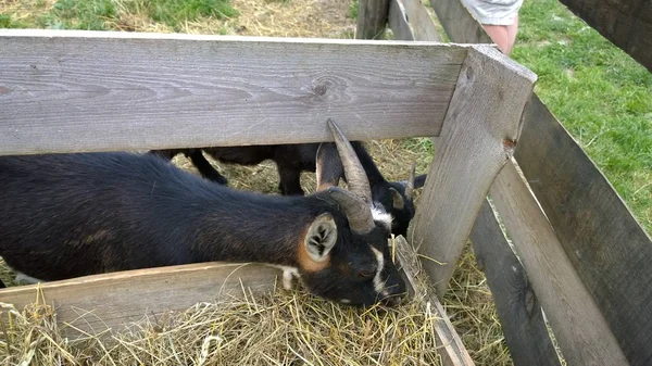 Cabras Pastando Granja Rural —  Fotos de Stock