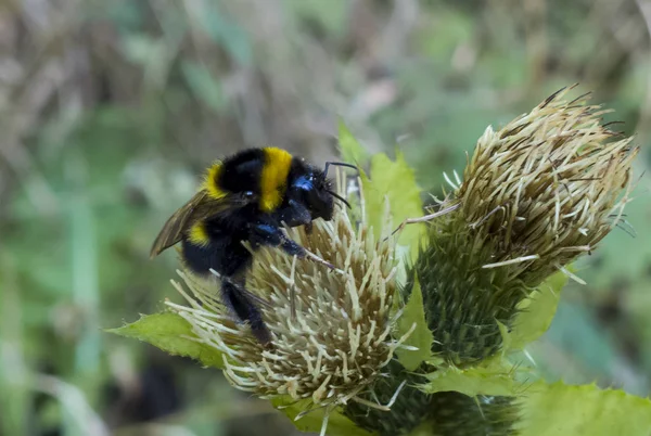 Biene Auf Blume Der Natur Aus Nächster Nähe — Stockfoto