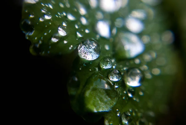 Gotas Água Folha Verde — Fotografia de Stock