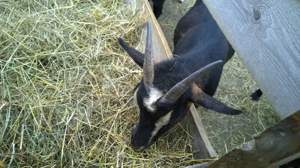 Cabras Pastando Granja Rural —  Fotos de Stock