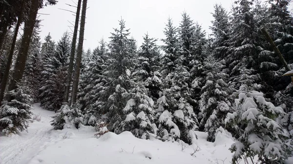 Nature Snow Winter — Stock Photo, Image
