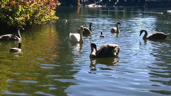 Cisnes Patos Nadando Lago — Fotografia de Stock