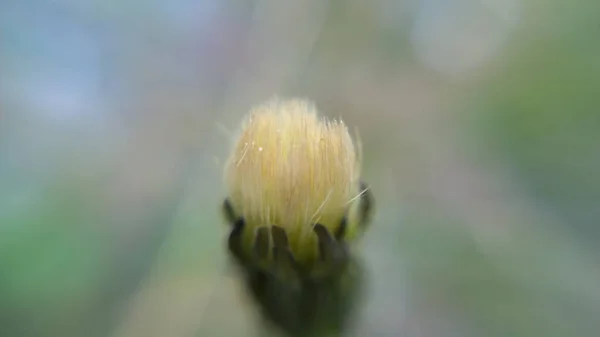 Vista Abstracta Flor Blanca —  Fotos de Stock