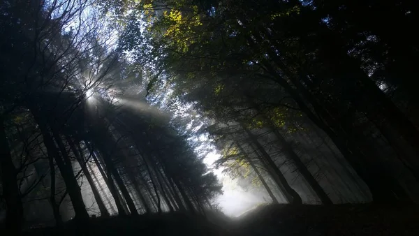 Die Sonne Scheint Durch Die Bäume Wald — Stockfoto