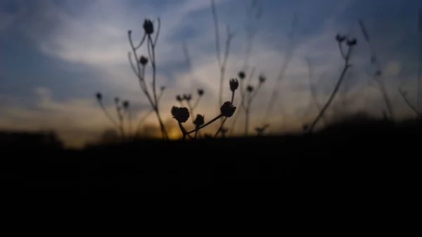 Nature Landscape Sunset Time — Stock Photo, Image