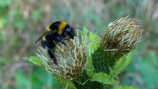 Biene Auf Blume Der Natur Aus Nächster Nähe — Stockfoto
