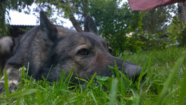 Cão Deitado Grama Jardim — Fotografia de Stock