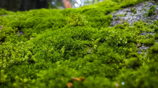 Musgo Verde Pedra Floresta — Fotografia de Stock