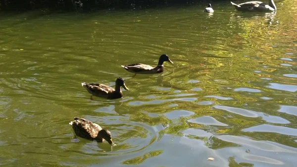 天鹅和鸭子在湖里游泳 — 图库照片