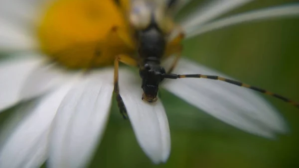 Bug Natuurlijke Achtergrond Close — Stockfoto