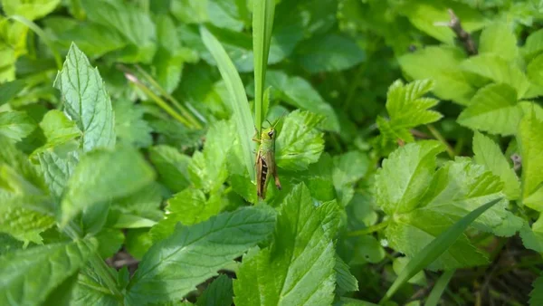 Bug Naturalne Tło Zbliżenie — Zdjęcie stockowe