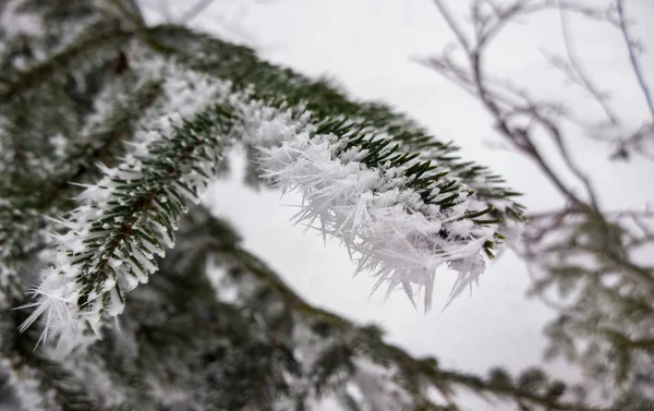 겨울에 전나무 나뭇가지 — 스톡 사진