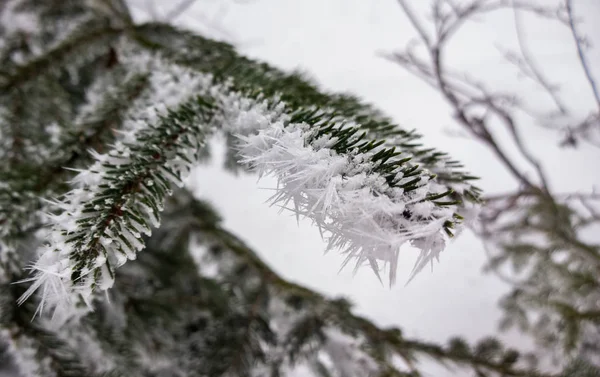 Ramo Abeto Congelado Inverno — Fotografia de Stock