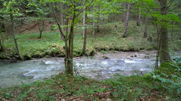 Kis Folyó Zöld Erdőben — Stock Fotó