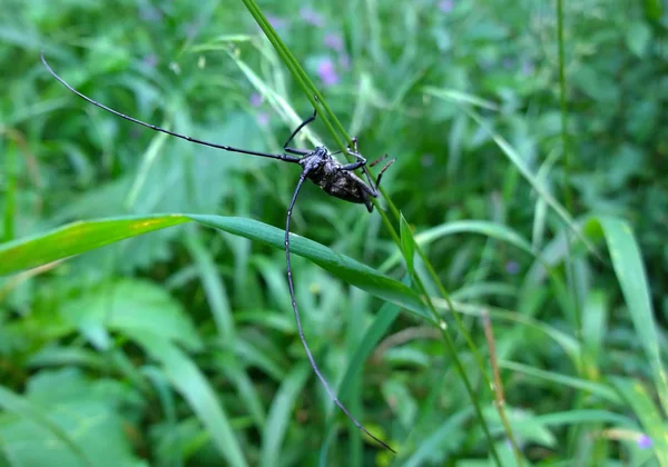 Bug Natuurlijke Achtergrond Close — Stockfoto