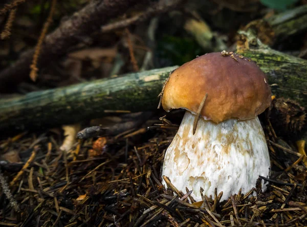 Champignon Dans Forêt Fermer Jour — Photo