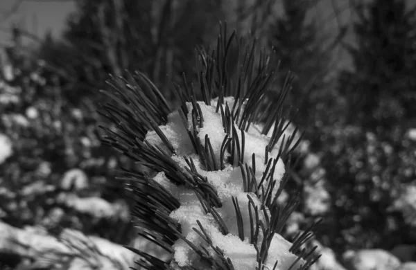 Sneeuwrijke Winternatuur Overdag — Stockfoto