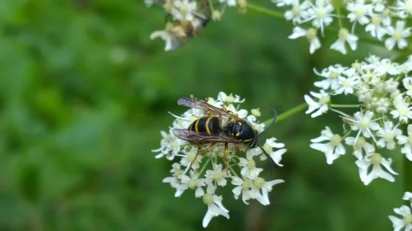 Méhecske Fehér Virágokon — Stock Fotó