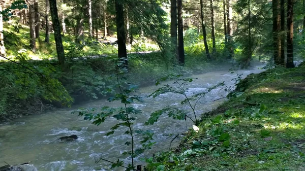 Kis Folyó Zöld Napsütötte Erdőben — Stock Fotó