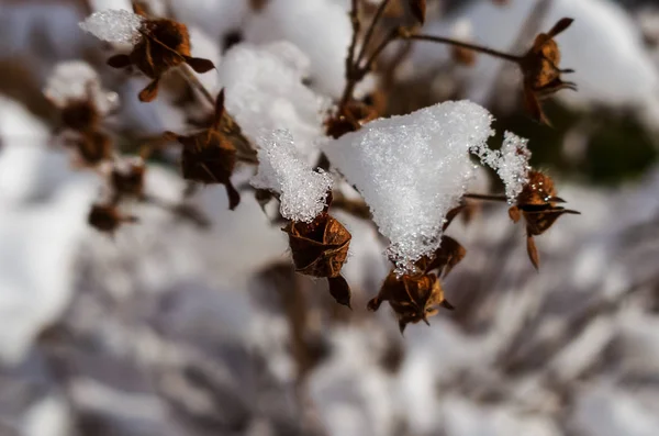 冬の雪の自然 — ストック写真